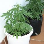 Royal Cheese 1. week of flowering