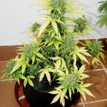 Royal Cheese Auto 18L ready for harvest