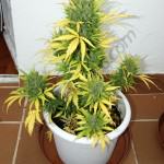Royal Cheese 11L just bevore the harvest