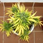 Top view of RCA with yellow leaves
