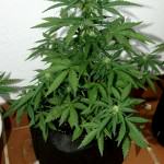 Royal Cheese auto 2. week of flowering