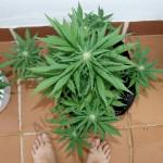 Top view of the buds