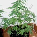 Flash Babylon beginning its bloom