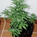 RCA Smart Pot 18L 4. week of flowering