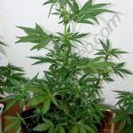 Flash Babylon begins fattening its buds in the 4. week of flowering