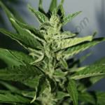 Flash Babylon 11L bud of the central head