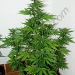 Flash babylon 11L 5. week of flowering