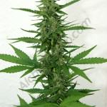 Detail view central head of FB smart pot 11L