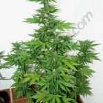 Flash Babylon 11L 6. week of flowering