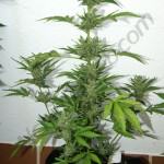 Flash Babylon Smart Pot 18L