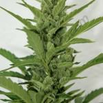 Central head of FB Smart Pot 18L