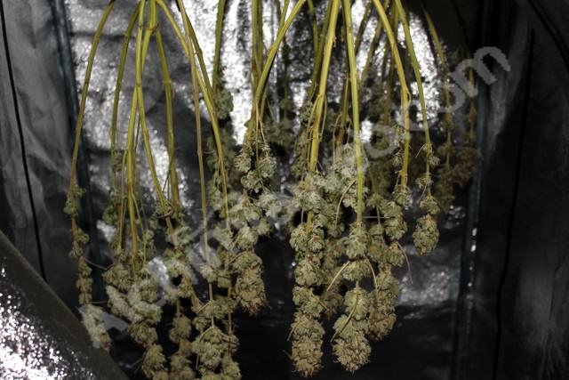 Buds drying inside a grow tent