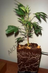 Chronic plant in 1.65 L pot with coco coir