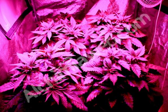 Organic grow of Prozack with 280W Phytolite LED panel