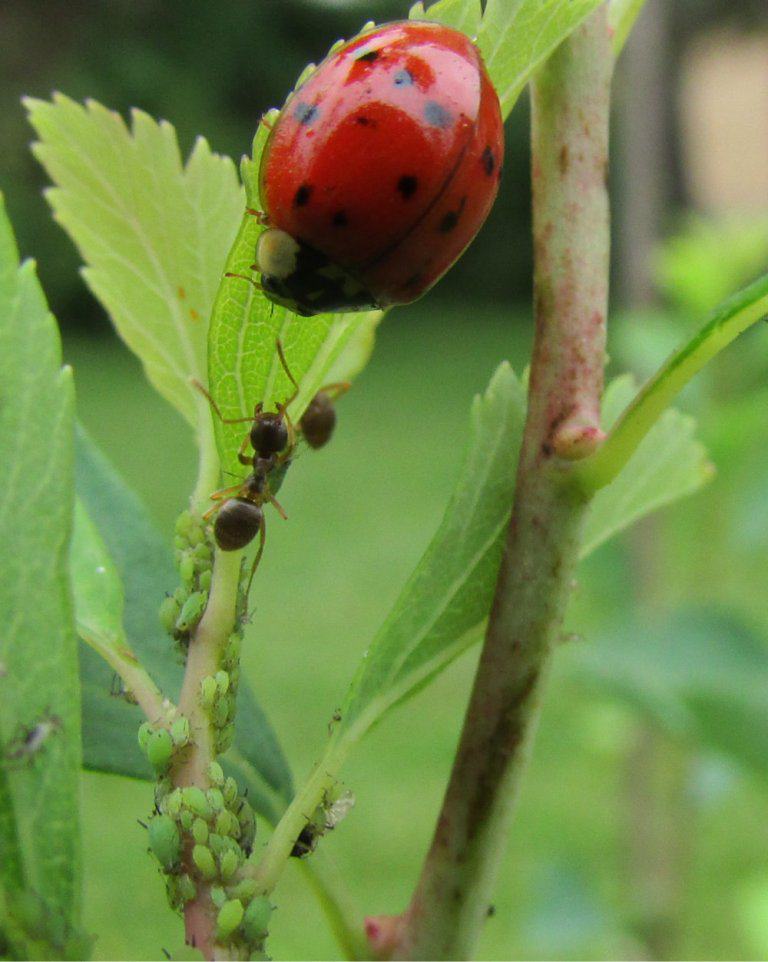 Aphids and ants