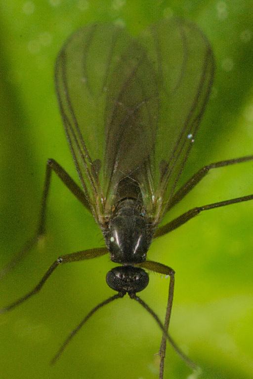Adult specimen of a black fly