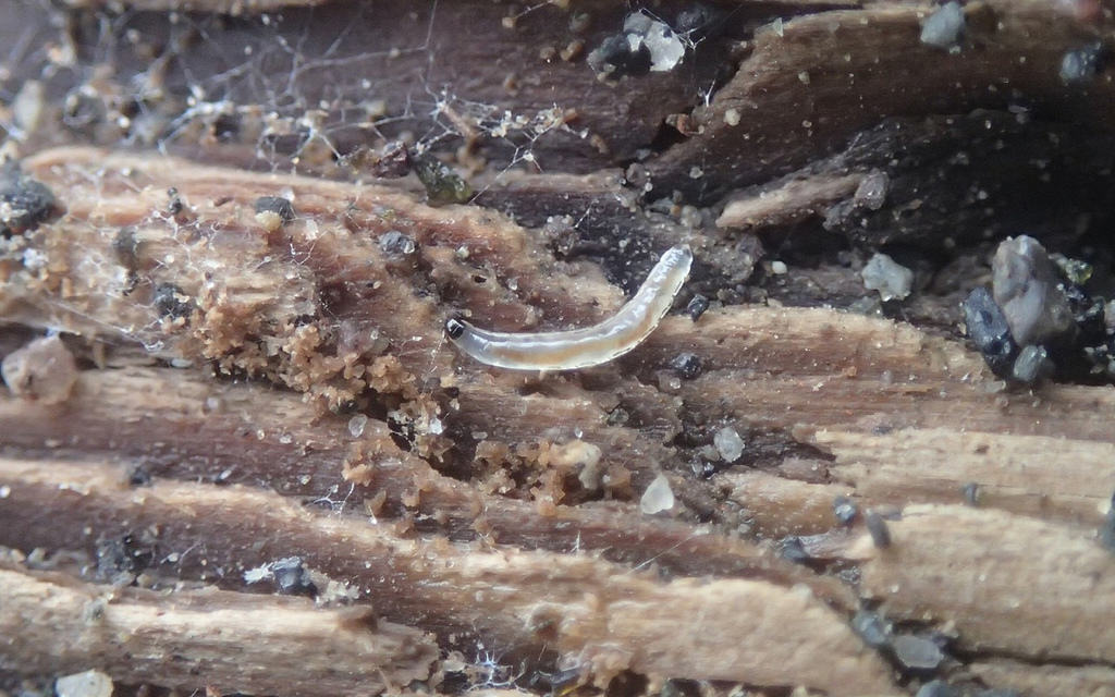 Sciaridae larvae on the brink of becoming adult.