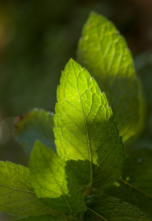 The scent of mint repels fungus gnats