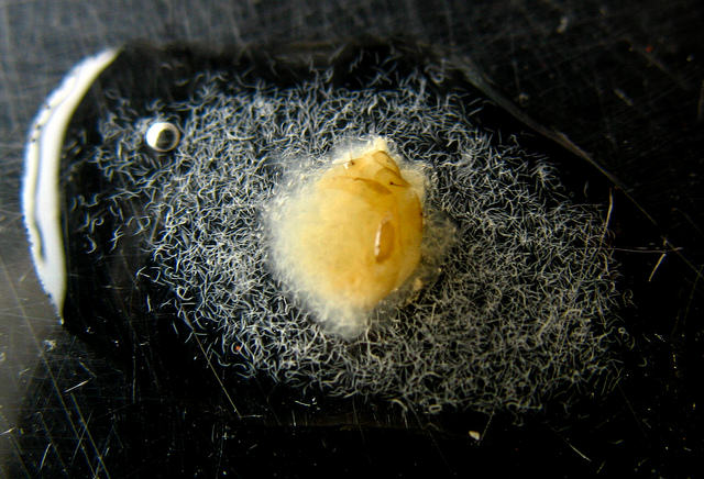 Fungus gnats and cannabis plants