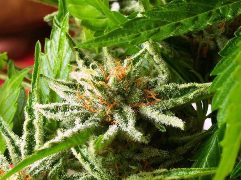 The effect of cold on cannabis plants