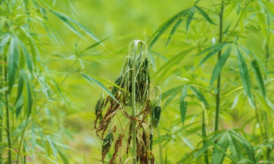 Fusarium can be lethal to cannabis in a very short time