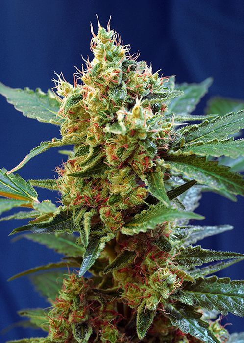  Varieties such as Cream Mandarine XL Auto from Sweet Seeds produce large amounts of high-quality flowers