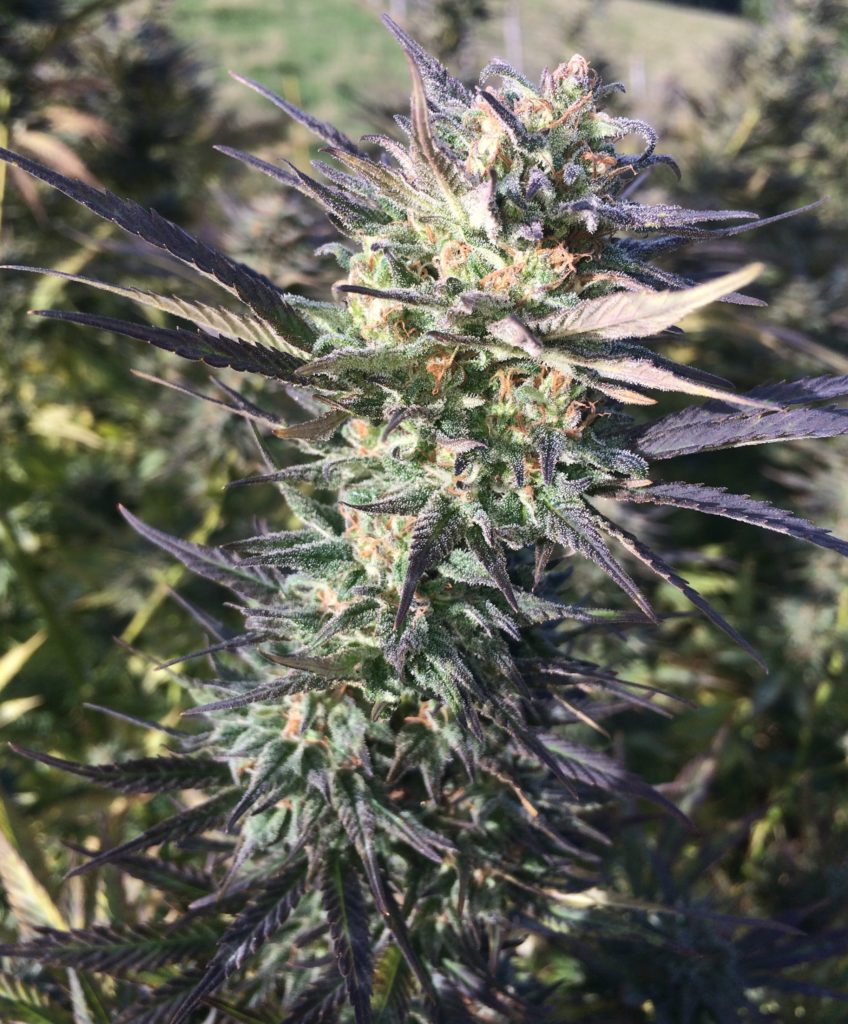 R-Kiem bud maturing outdoors