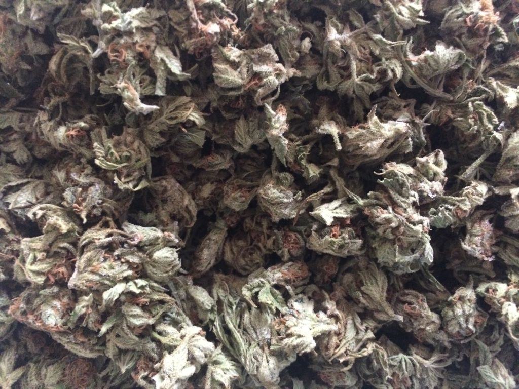 Dried and cured cannabis flowers