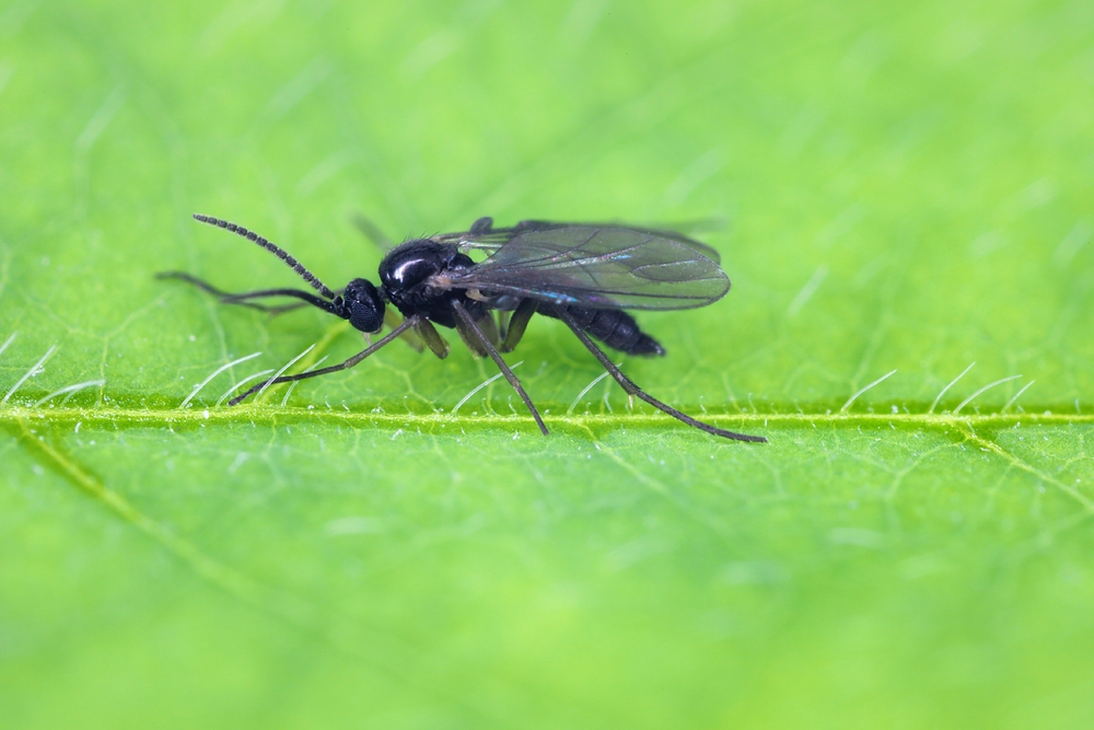 Fungus gnats, also called soil fly or humidity fly, usually appears in crops with excessive irrigation