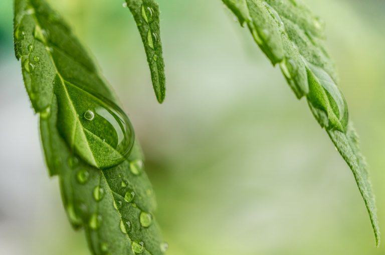 Dew is formed when the environment is saturated with water vapor
