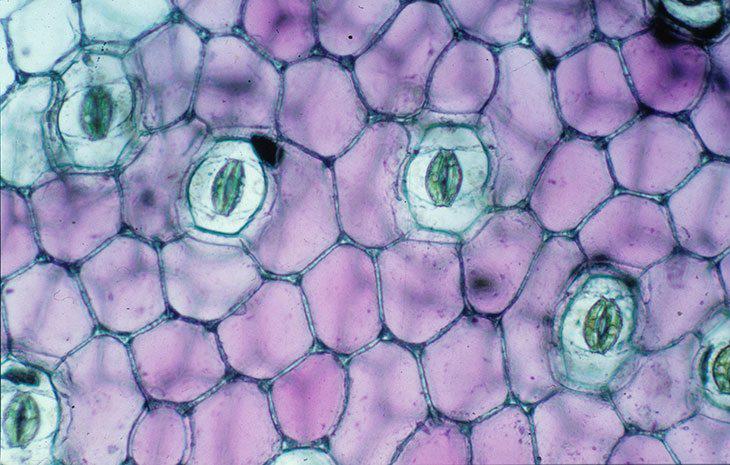 Stomata regulate CO2 absorption and transpiration