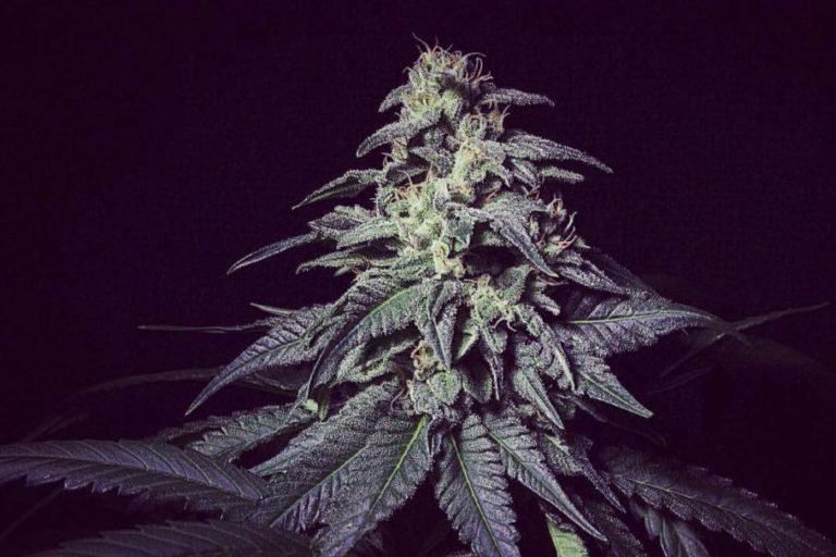 Zkiem, new cannabis strain by R-Kiem Seeds