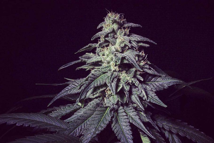 harybo-new-cannabis-strain-by-r-kiem-seeds