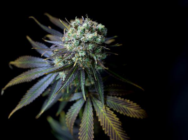 New CBD-rich cannabis seeds