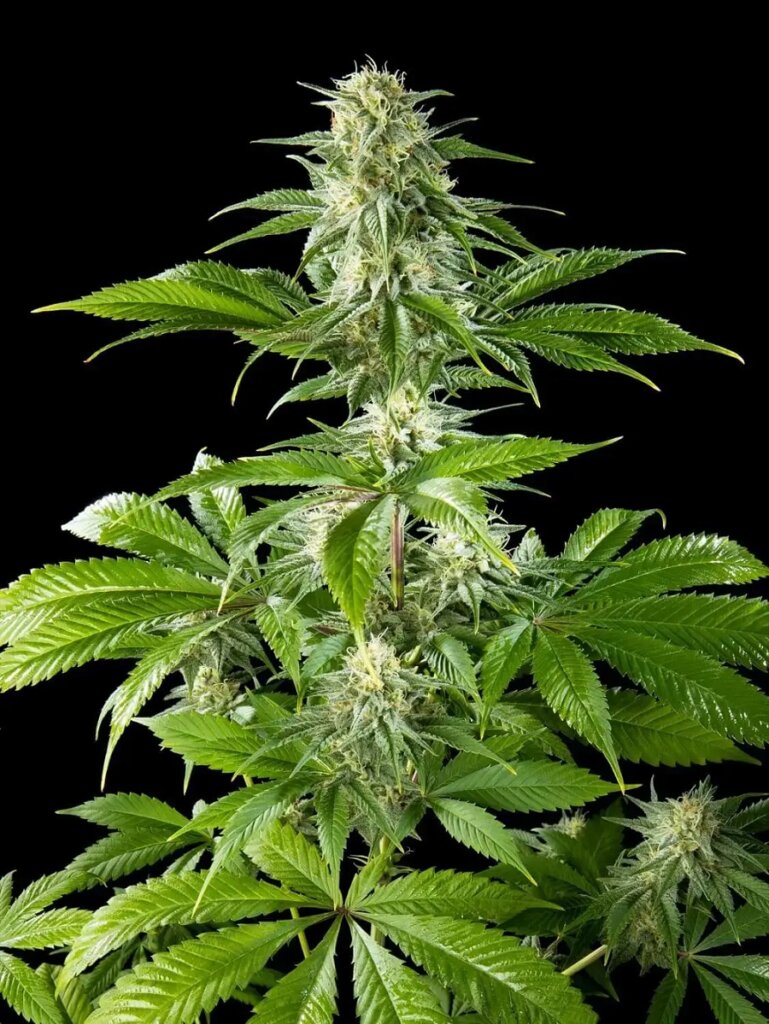 Beautiful example of Pure CBD Punch by Philosopher Seeds