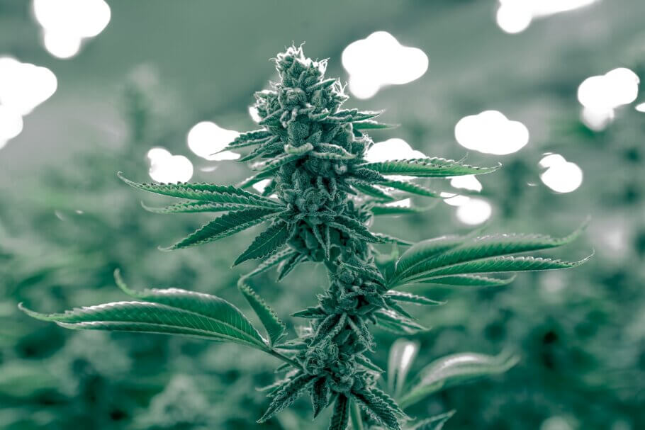 Growing automatic strains is easier if we know a few tips and tricks (Photo: Ryan Lange)
