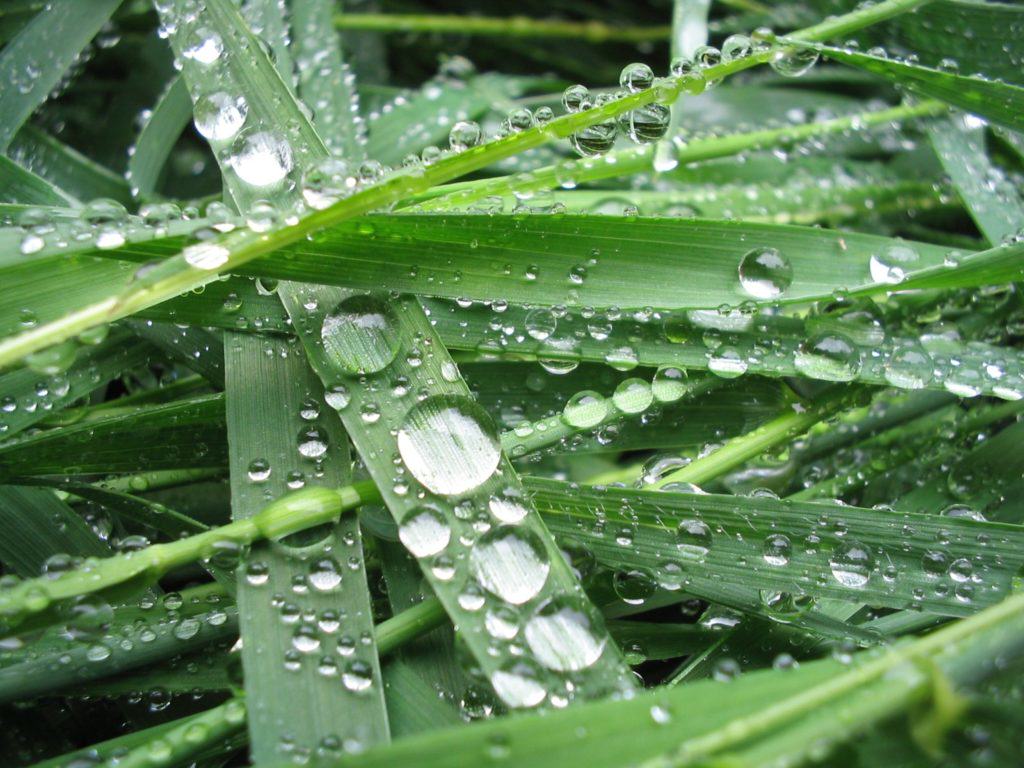 Water droplets on grass