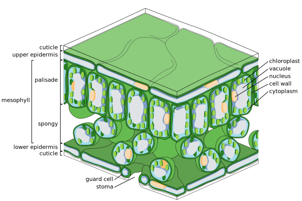 Leaf structure showing epidermis & stomata