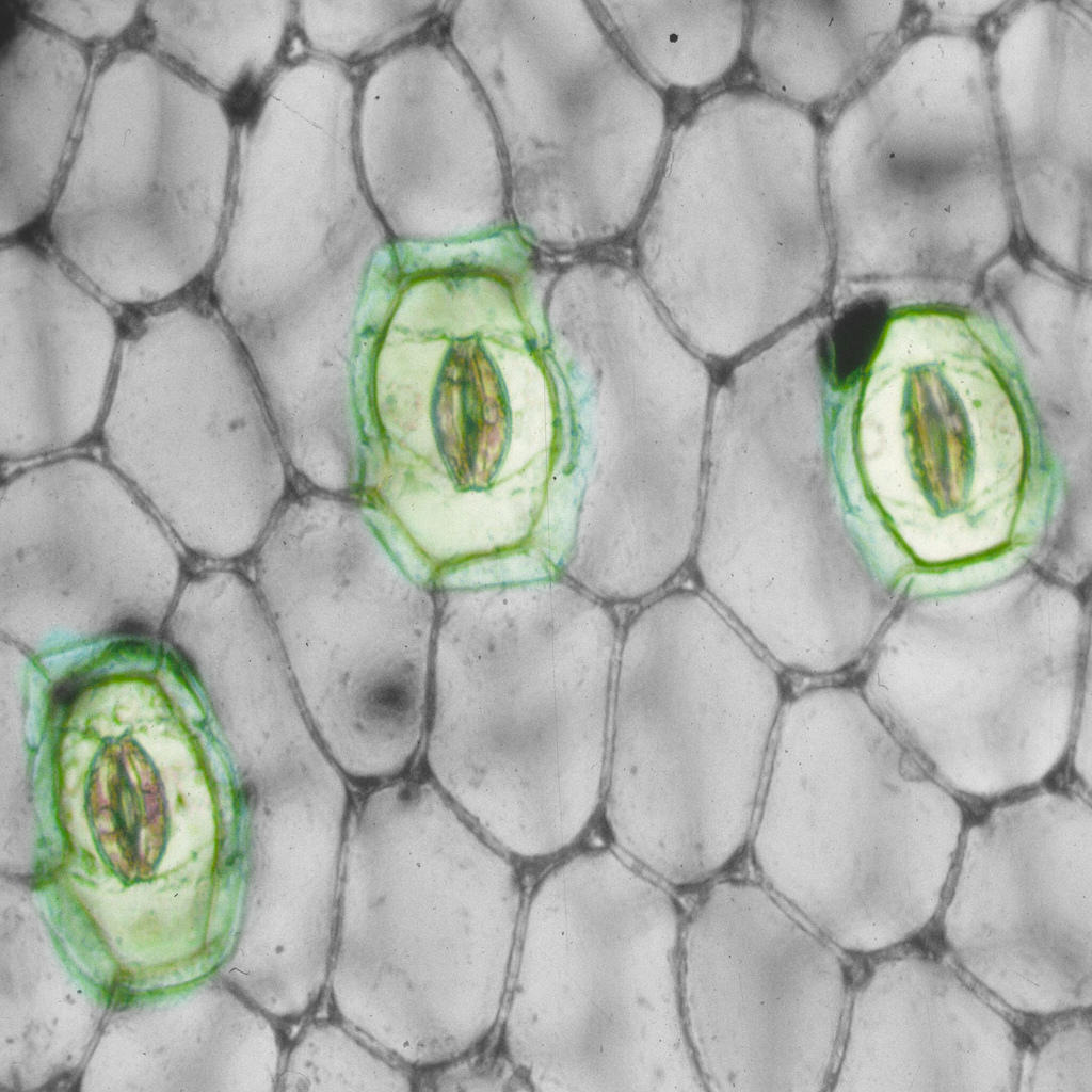 Stomata magnified