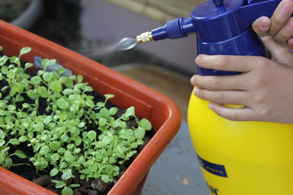 Spraying with a 2 litre pressure sprayer