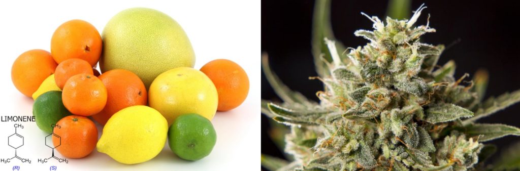 Many cannabis plants contain limonene