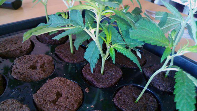 Rooting clones with Green House Feeding Bio Enhancer