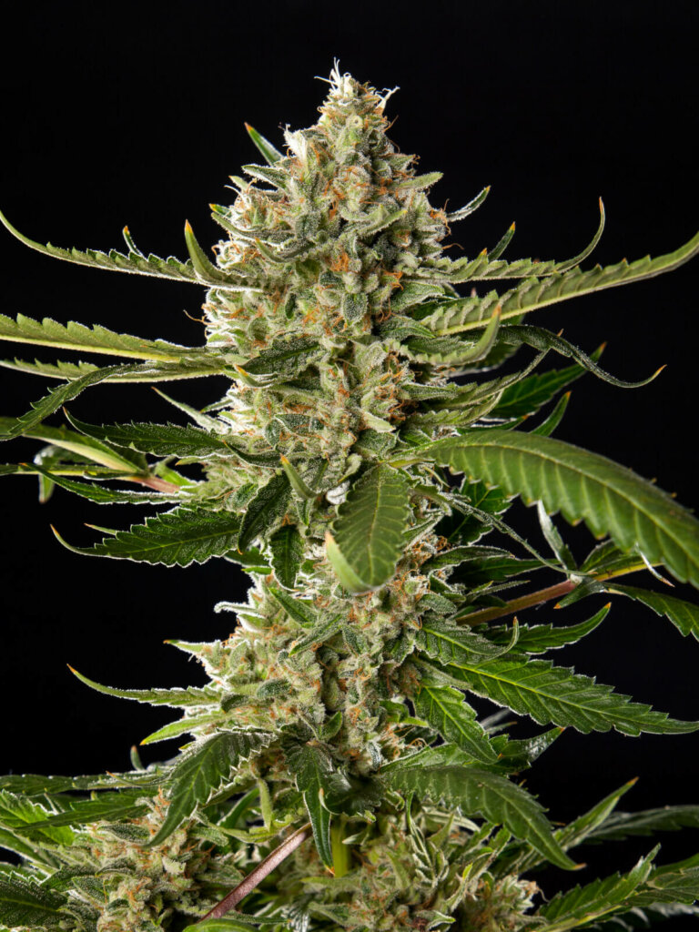 Lemon OG Candy by Philosopher Seeds contains high amounts of limonene