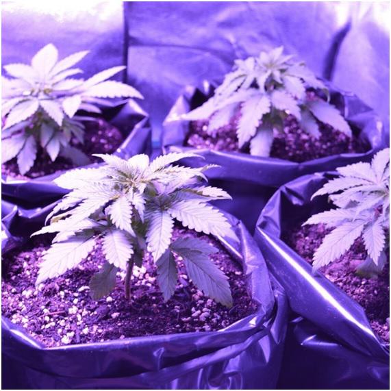 Eleven Roses after 21 days of growth