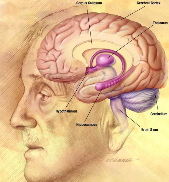 Cannabis affects different parts of the brain