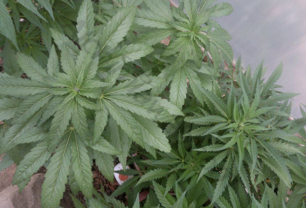 Pure Indica genetics like these are much less likely to stretch