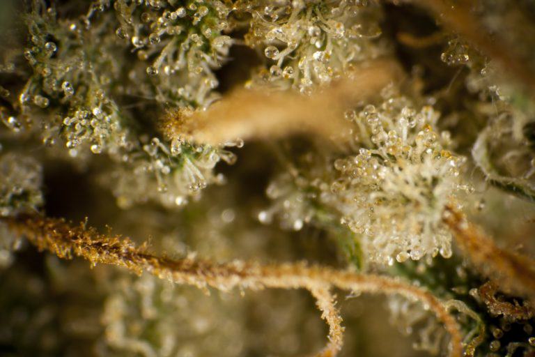 Cannabis produces trichomes as a defence mechanism