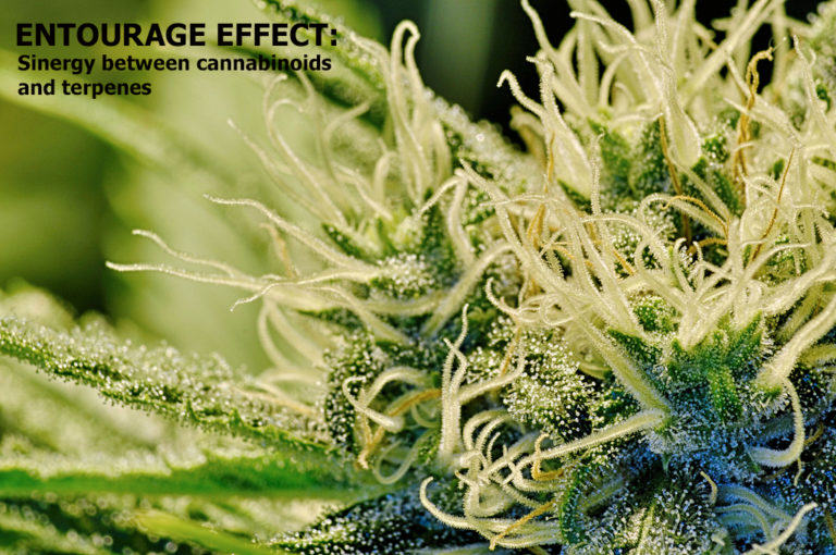 The Entourage Effect: Synergy between cannabinoids and terpenes
