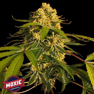 Lemon OG is one of the main parents of Moxie Seeds