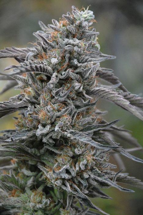 Humboldt Seeds Black D.O.G. develops beautiful colours